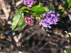 Ceanothus foliosus