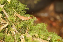 Hymenophyllum australe