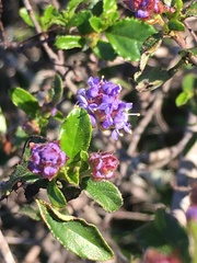 Ceanothus foliosus