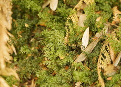 Hymenophyllum australe