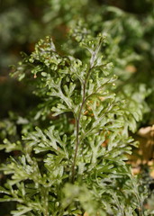 Hymenophyllum australe