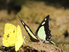 Polyura agraria