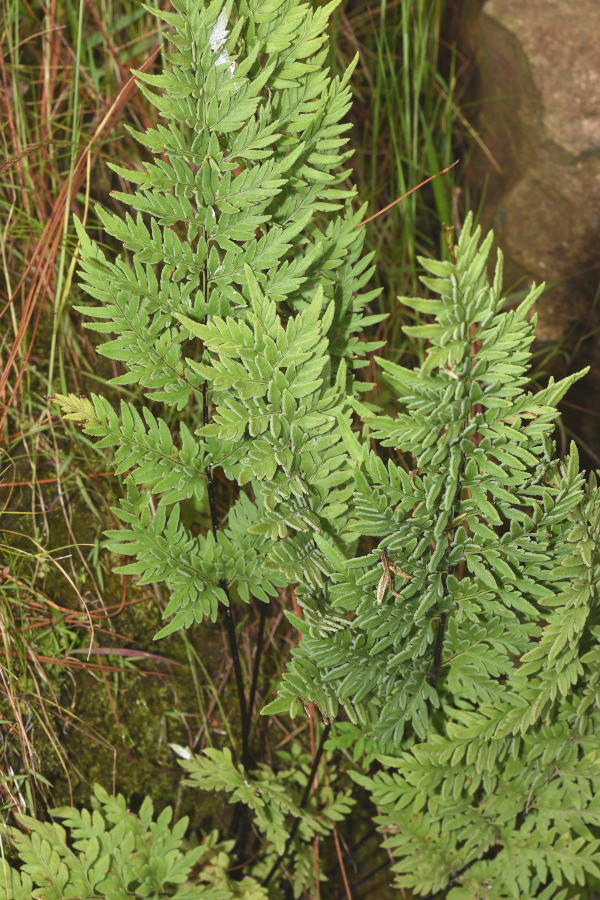 Gaga chaerophylla
