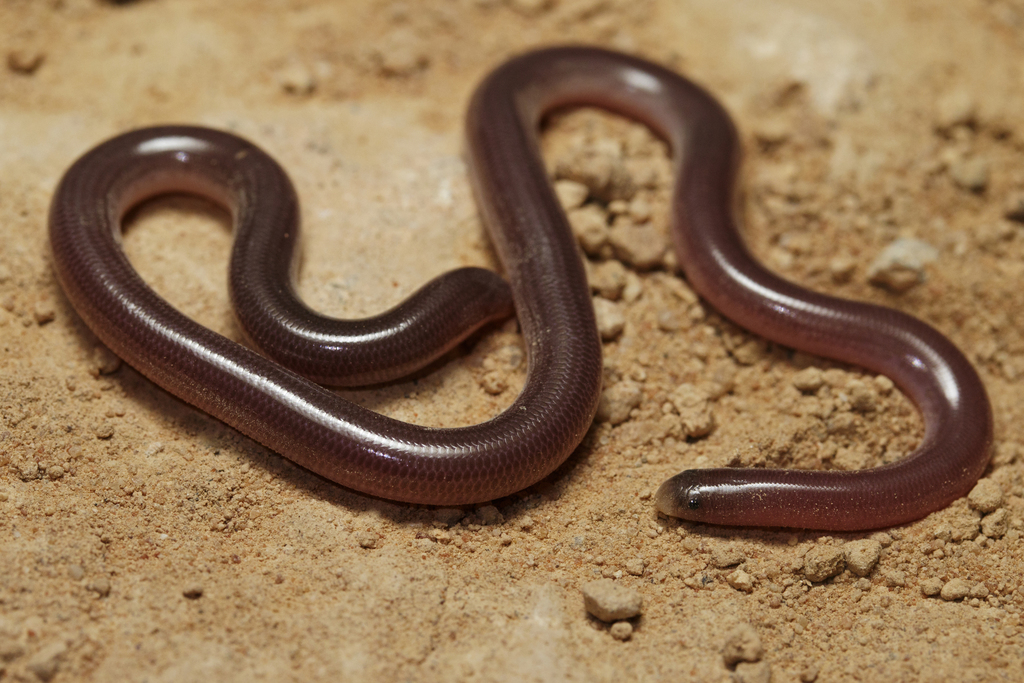 Prong-Snouted Blind Snake