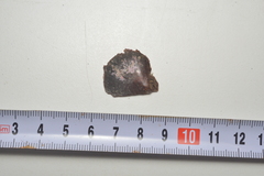 Pinctada margaritifera