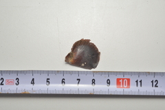 Pinctada margaritifera