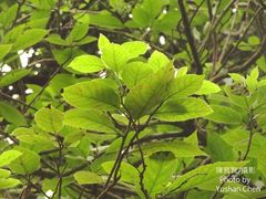 Ehretia dicksonii