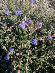 Ceanothus dentatus