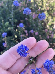 Ceanothus dentatus