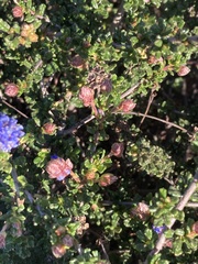 Ceanothus dentatus