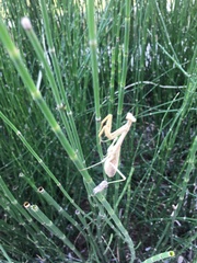 Stagmomantis carolina