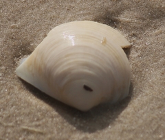 Laevicardium serratum