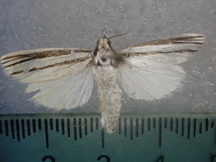 Ubida holomochla