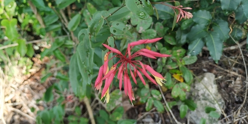Image of Bauhinia jenningsii by (c) Tereso Hernández Morales, some rights reserved (CC BY)