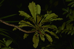 Phelline comosa