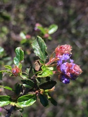Ceanothus foliosus