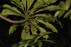 Phelline comosa