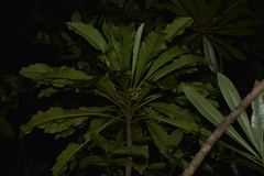 Phelline comosa
