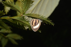 Nothodanis schaeffera