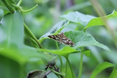 Sameodes