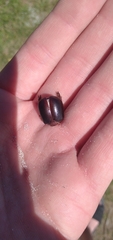 Pericoptus