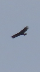 Aquila gurneyi