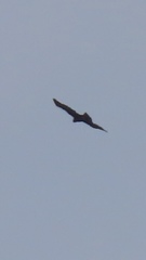 Aquila gurneyi