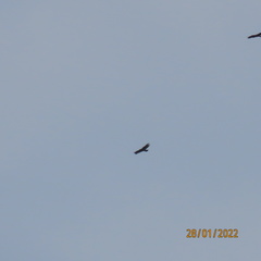 Aquila gurneyi