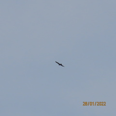 Aquila gurneyi