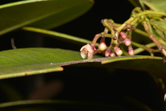 Garcinia amplexicaulis