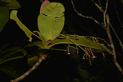 Garcinia amplexicaulis