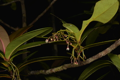 Garcinia amplexicaulis