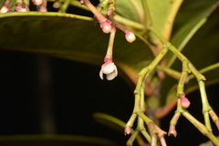 Garcinia amplexicaulis