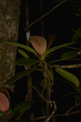 Garcinia amplexicaulis