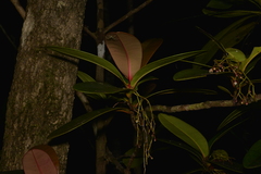 Garcinia amplexicaulis