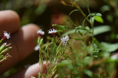 Stevia trifida
