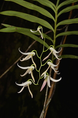 Dendrobium fractiflexum