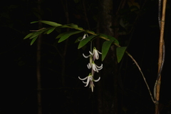 Dendrobium fractiflexum