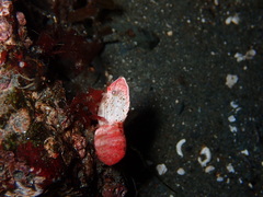 Spirontocaris prionota