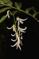 Dendrobium fractiflexum