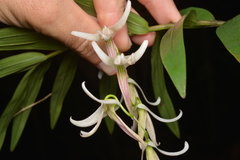 Dendrobium fractiflexum