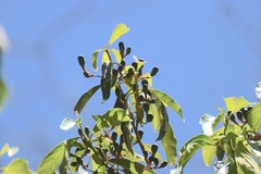Damburneya salicifolia
