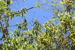 Damburneya salicifolia