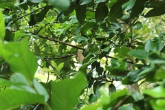 Amathusia phidippus