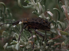 Leptopius duponti