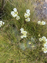 Gentianella montana montana