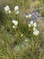 Gentianella montana montana