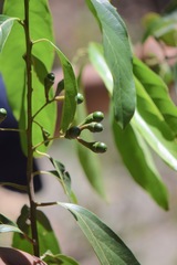 Damburneya salicifolia