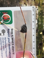 Mesomelaena pseudostygia