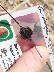 Mesomelaena pseudostygia